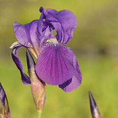 Kosatec německý 'Lovely Again' - Iris barbata-elatior 'Lovely Again'