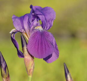 Kosatec německý 'Lovely Again' - Iris barbata-elatior 'Lovely Again'