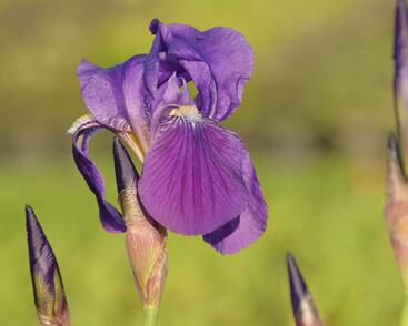 Kosatec německý 'Lovely Again'