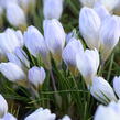 Krokus, šafrán zlatý 'Blue Pearl' - Crocus chrysanthus 'Blue Pearl'