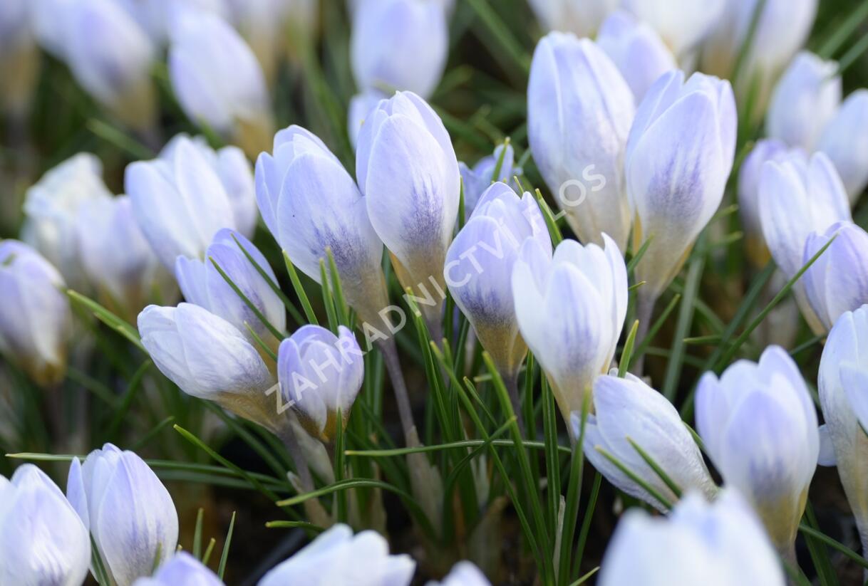 Krokus, šafrán zlatý 'Blue Pearl' - Crocus chrysanthus 'Blue Pearl'