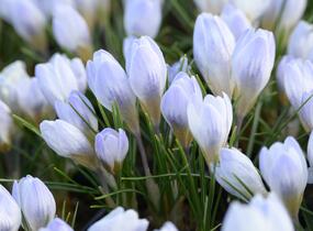 Krokus, šafrán zlatý 'Blue Pearl' - Crocus chrysanthus 'Blue Pearl'