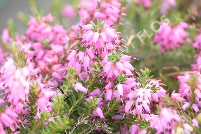 Vřesovec pleťový 'Rubinteppich' - Erica carnea 'Rubinteppich'