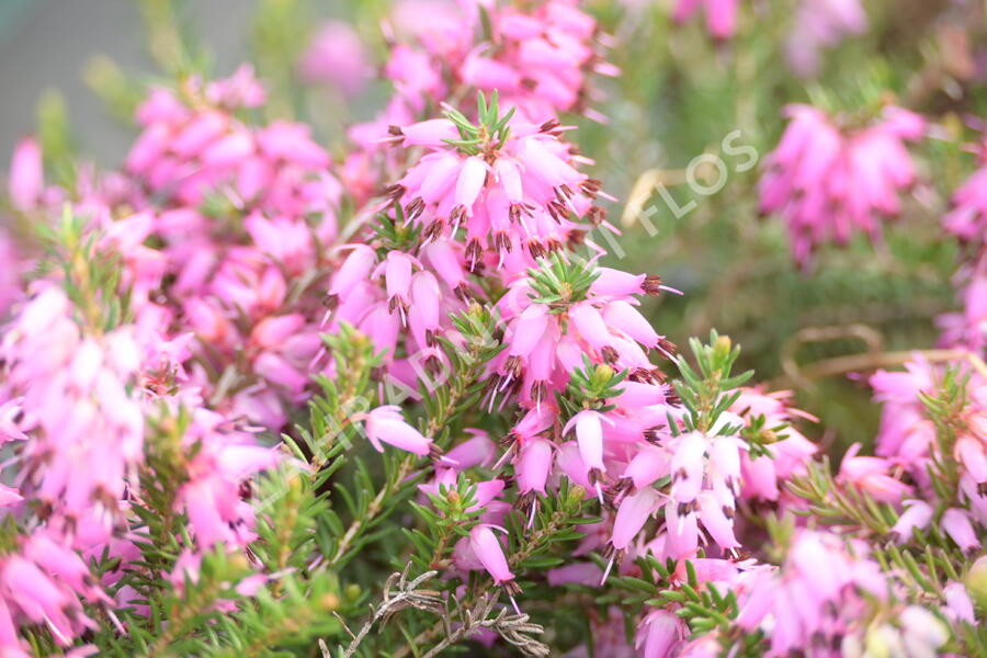 Vřesovec pleťový 'Rubinteppich' - Erica carnea 'Rubinteppich'