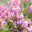 Vřesovec pleťový 'Rubinteppich' - Erica carnea 'Rubinteppich'