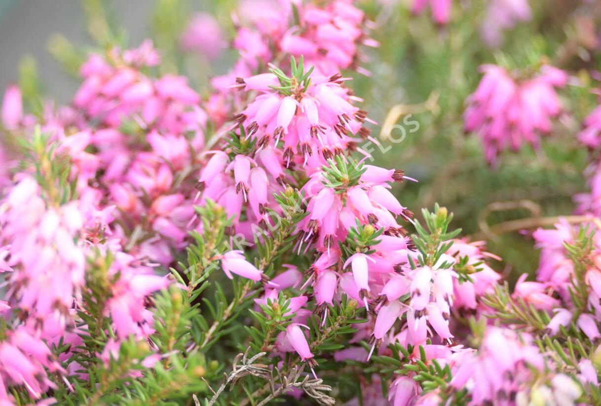 Vřesovec pleťový 'Rubinteppich' - Erica carnea 'Rubinteppich'
