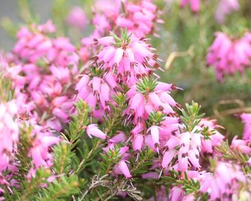 Vřesovec pleťový 'Rubinteppich'