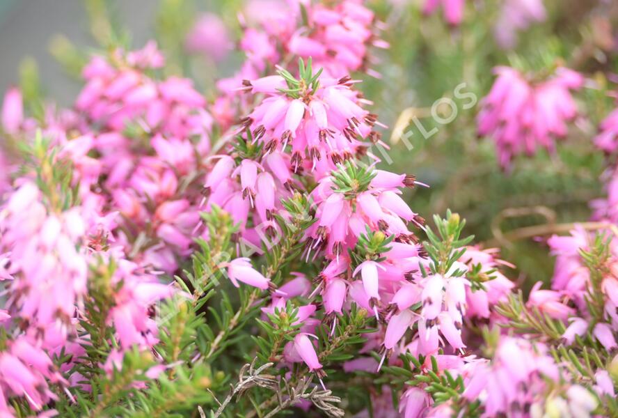 Vřesovec pleťový 'Rubinteppich' - Erica carnea 'Rubinteppich'