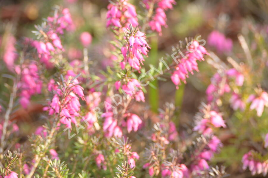 Vřesovec pleťový 'Vivelii' - Erica carnea 'Vivelii'