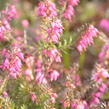 Vřesovec pleťový 'Vivelii' - Erica carnea 'Vivelii'