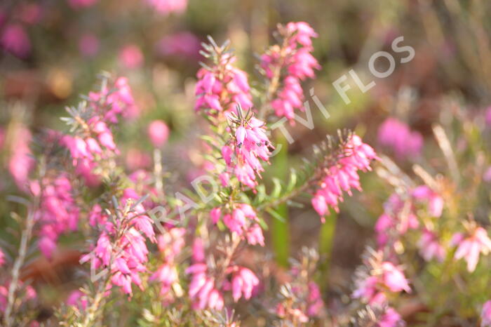 Vřesovec pleťový 'Vivelii' - Erica carnea 'Vivelii'