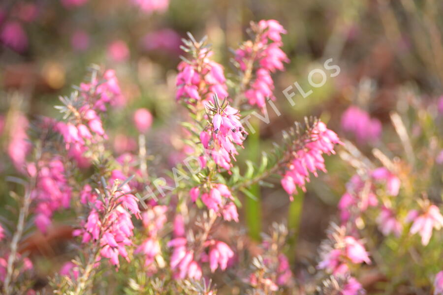 Vřesovec pleťový 'Vivelii' - Erica carnea 'Vivelii'