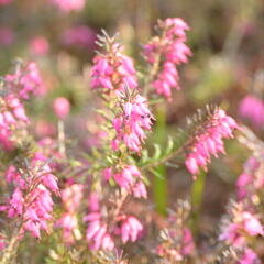 Vřesovec pleťový 'Vivelii' - Erica carnea 'Vivelii'