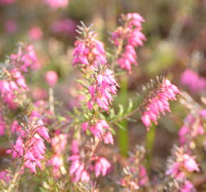 Vřesovec pleťový 'Vivelii' - Erica carnea 'Vivelii'