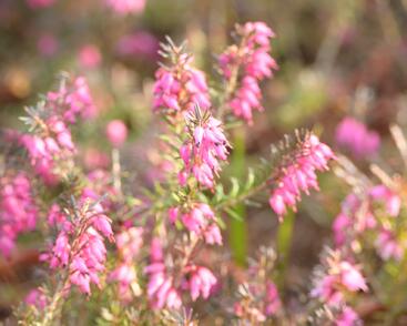 Vřesovec pleťový 'Vivelii'