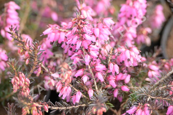 Vřesovec pleťový 'Wintersonne' - Erica carnea 'Wintersonne'