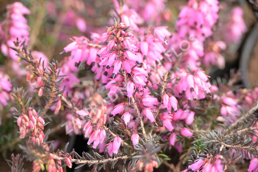 Vřesovec pleťový 'Wintersonne' - Erica carnea 'Wintersonne'