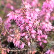 Vřesovec pleťový 'Wintersonne' - Erica carnea 'Wintersonne'