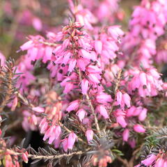 Vřesovec pleťový 'Wintersonne' - Erica carnea 'Wintersonne'