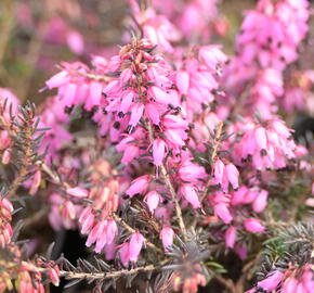 Vřesovec pleťový 'Wintersonne' - Erica carnea 'Wintersonne'