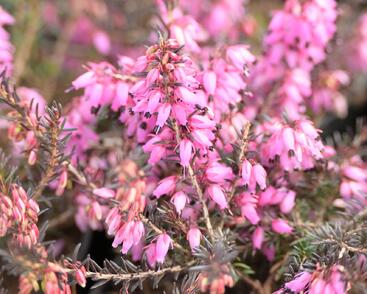 Vřesovec pleťový 'Wintersonne'