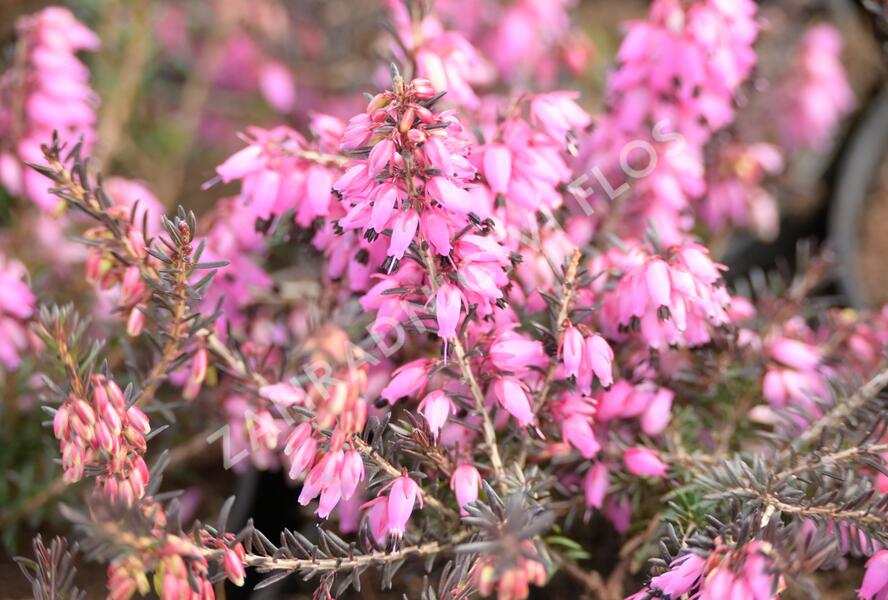 Vřesovec pleťový 'Wintersonne' - Erica carnea 'Wintersonne'