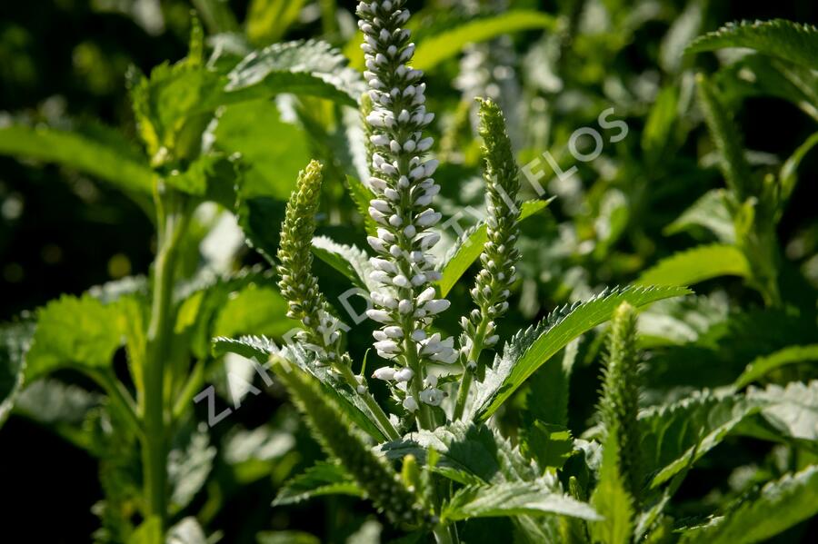 Rozrazil 'White Jolanda' - Veronica 'White Jolanda'