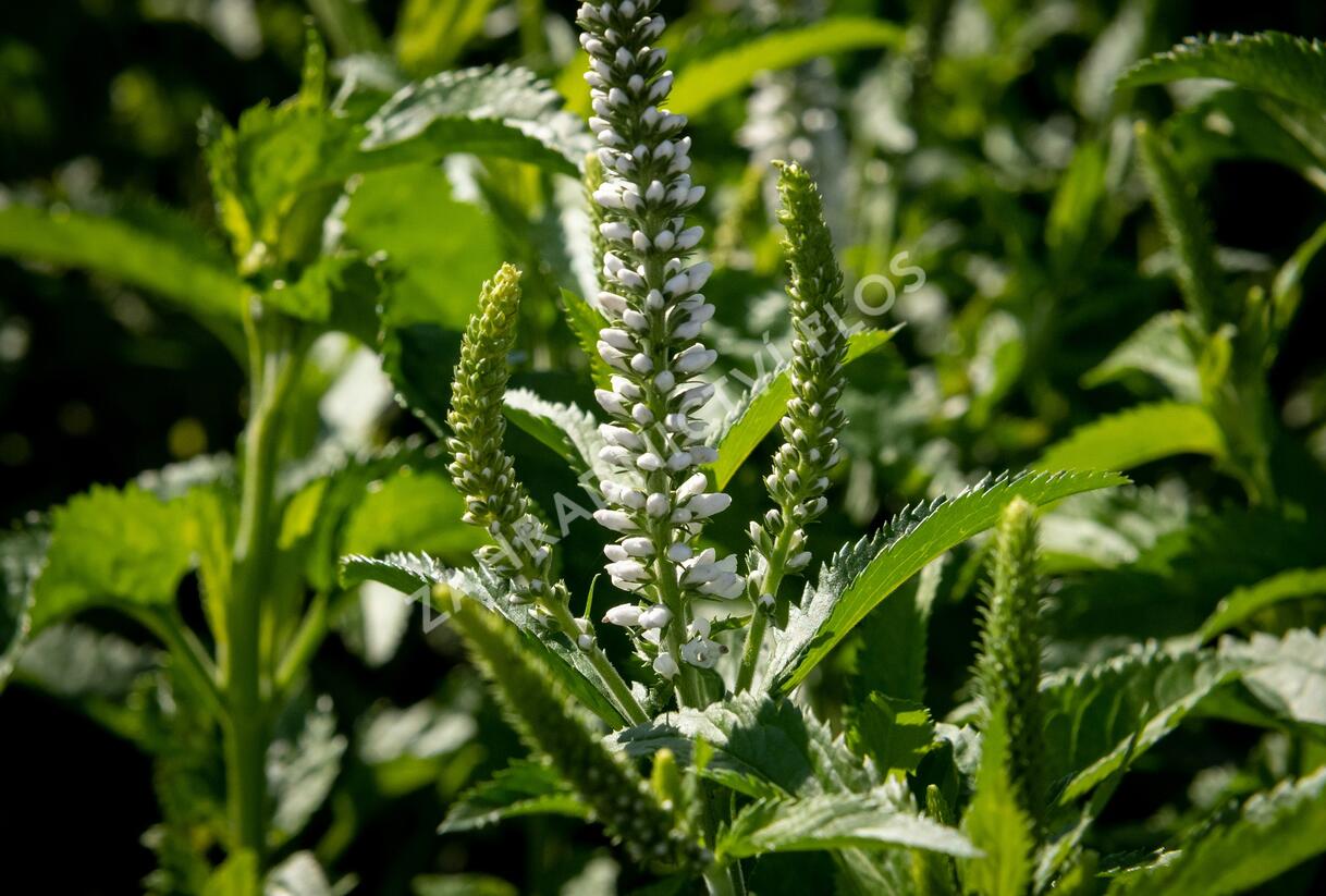 Rozrazil 'White Jolanda' - Veronica 'White Jolanda'