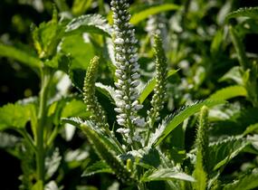 Rozrazil 'White Jolanda' - Veronica 'White Jolanda'