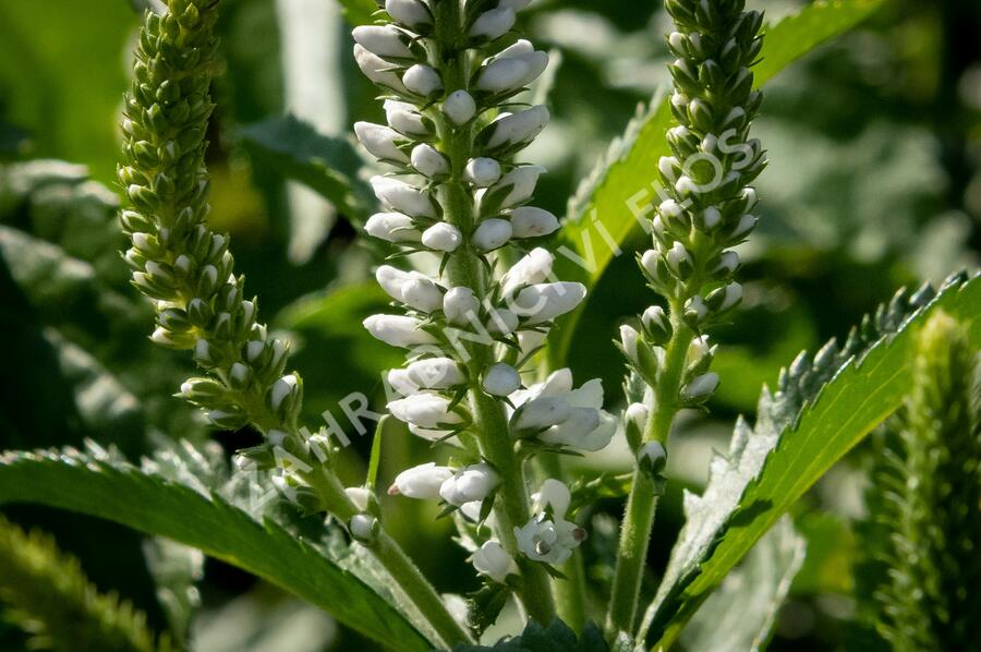 Rozrazil 'White Jolanda' - Veronica 'White Jolanda'