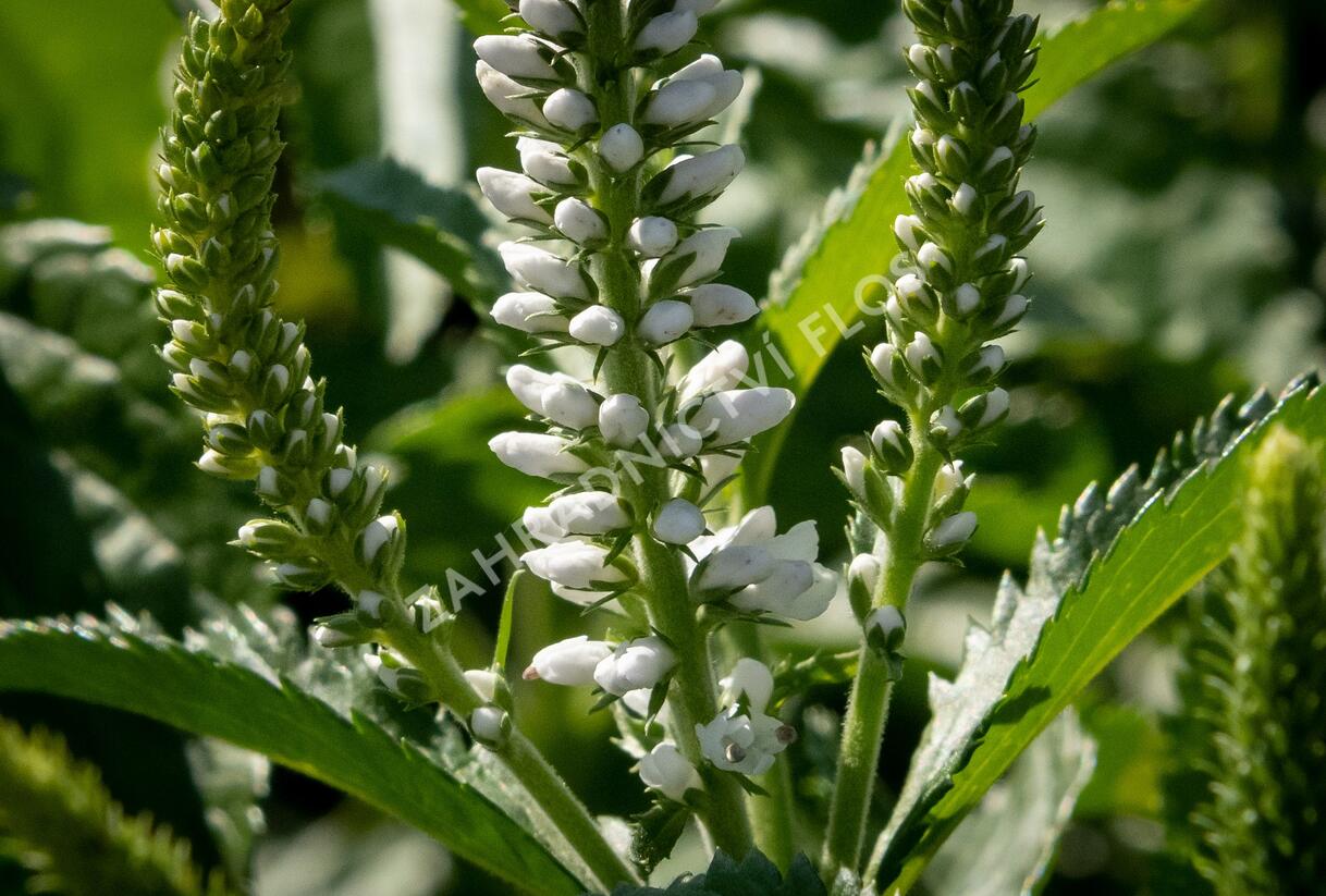 Rozrazil 'White Jolanda' - Veronica 'White Jolanda'