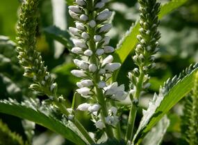 Rozrazil 'White Jolanda' - Veronica 'White Jolanda'
