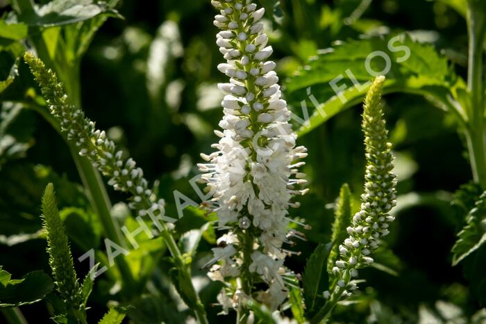 Rozrazil 'White Jolanda' - Veronica 'White Jolanda'
