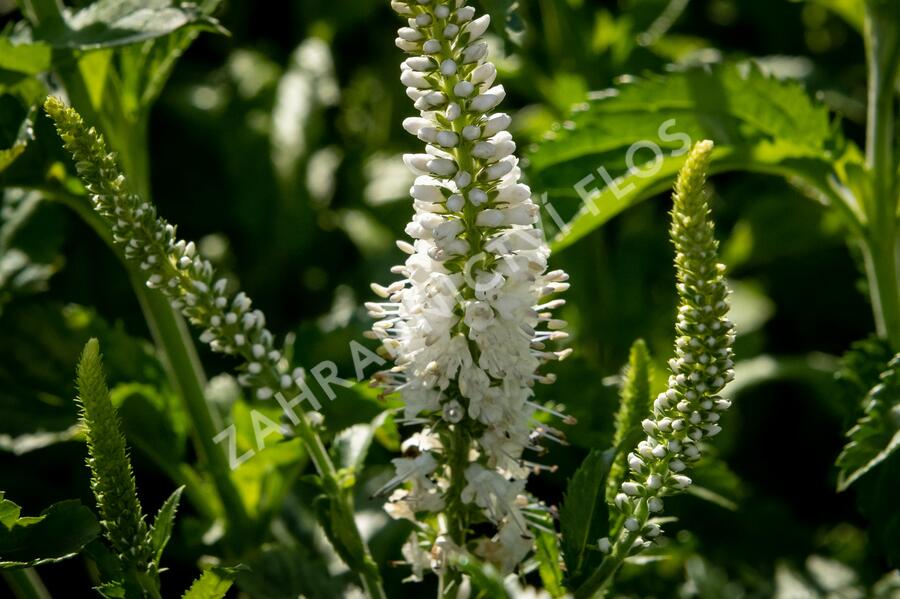Rozrazil 'White Jolanda' - Veronica 'White Jolanda'