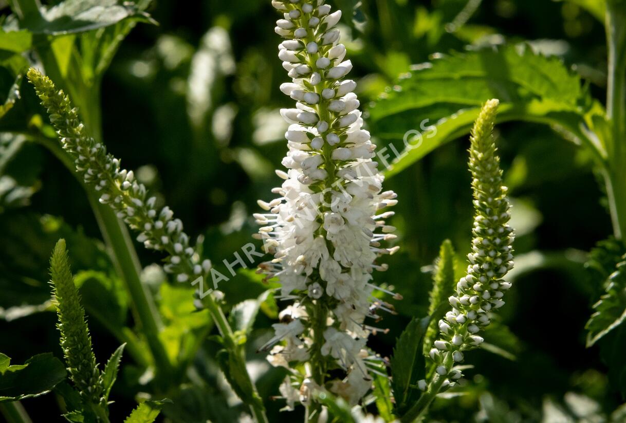 Rozrazil 'White Jolanda' - Veronica 'White Jolanda'