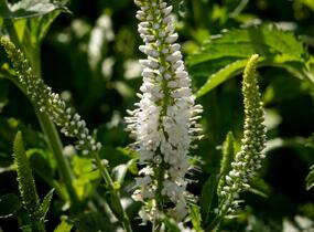 Rozrazil 'White Jolanda' - Veronica 'White Jolanda'