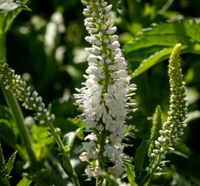 Rozrazil 'White Jolanda' - Veronica 'White Jolanda'