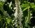 Rozrazil 'White Jolanda'
