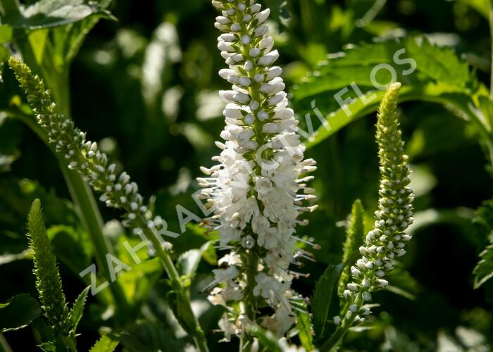Rozrazil 'White Jolanda' - Veronica 'White Jolanda'