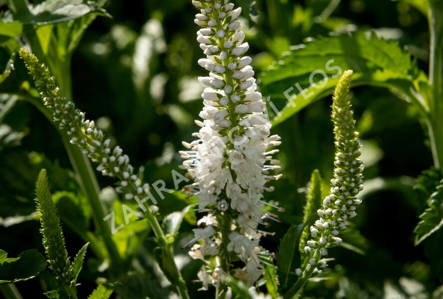 Rozrazil 'White Jolanda' - Veronica 'White Jolanda'