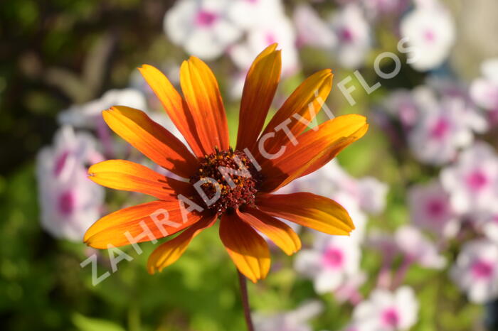 Janeba drsná 'Helios Sunset' - Heliopsis helianthoides 'Helios Sunset'