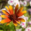 Janeba drsná 'Helios Sunset' - Heliopsis helianthoides 'Helios Sunset'