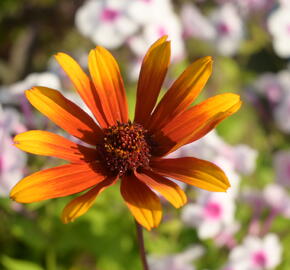 Janeba drsná 'Helios Sunset' - Heliopsis helianthoides 'Helios Sunset'