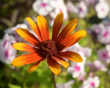 Janeba drsná 'Helios Sunset'