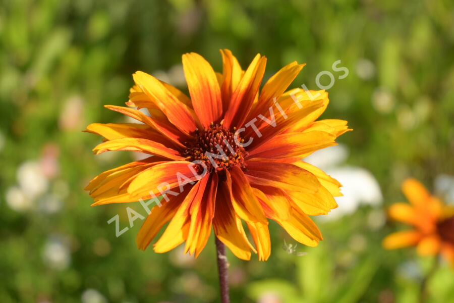 Janeba drsná 'Helios Fireball' - Heliopsis helianthoides 'Helios Fireball'