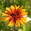 Janeba drsná 'Helios Fireball' - Heliopsis helianthoides 'Helios Fireball'