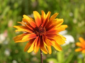 Janeba drsná 'Helios Fireball' - Heliopsis helianthoides 'Helios Fireball'