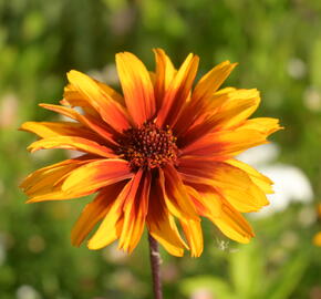 Janeba drsná 'Helios Fireball' - Heliopsis helianthoides 'Helios Fireball'