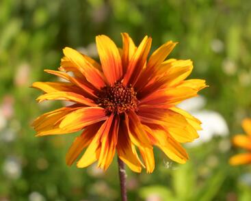 Janeba drsná 'Helios Fireball'