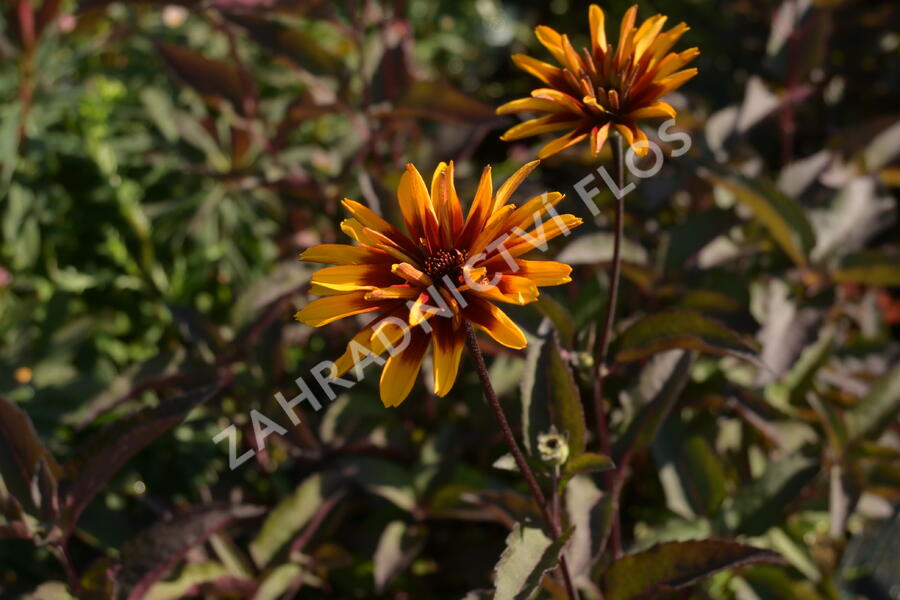 Janeba drsná 'Helios Fireball' - Heliopsis helianthoides 'Helios Fireball'
